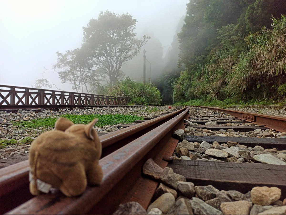you_xing85658's tweet photo. Couldn’t sleep, so I took my little pig up the mountain
At 二萬坪車站
standing by the tracks
he’s clearly enjoying the forest more than I am
Maybe I didn’t need sleep
just some mist, mountains
and a pig who knows how to do nothing
#CuteVibes  #NatureLovers #TaiwanTravel #little https://t.co/9AvP4hr054
