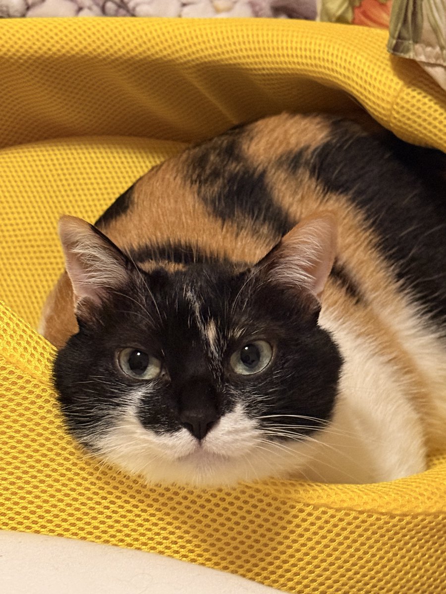 雷十太先生 tweet media