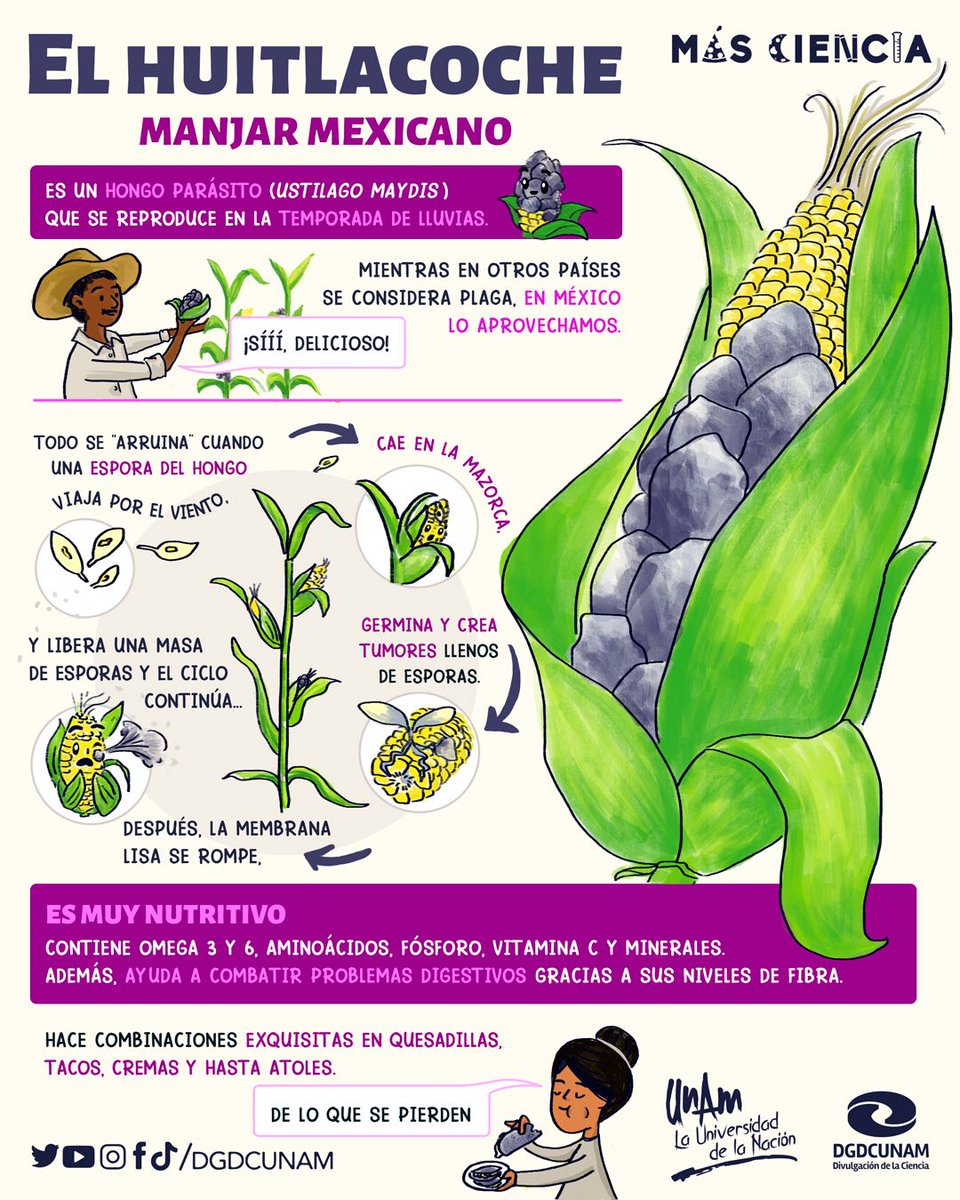 UNAM tweet media