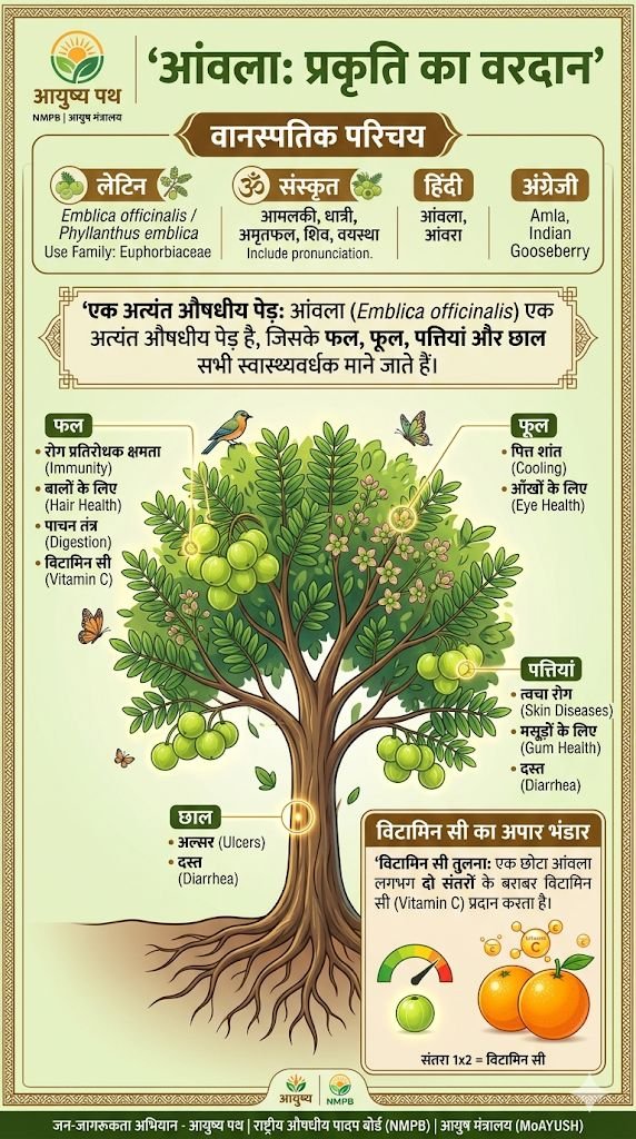 ayushyapath's tweet image. 🌿 आयुर्वेद में यदि किसी फल को 'अमृत' कहा गया है, तो वह आँवला है!

@nmpb और @moayush के मानकों के अनुसार, आँवला केवल एक फल नहीं, बल्कि प्रकृति का सबसे बड़ा 'रसायन' (Rejuvenator) है।

आइए जानते हैं इसके अद्भुत लाभ और उगाने की विधि 🧵👇
#Amla #Ayurveda