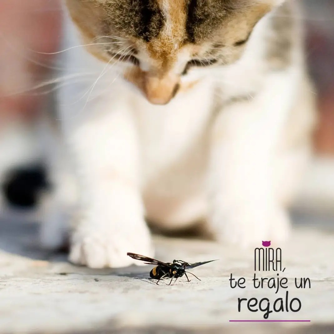 uno ofrece lo que puede, amor en miniatura, pequeñas pruebas de presencia.
aunque el otro ni entienda el idioma del gesto. Un gato trae un bicho con orgullo; el humano mira y piensa “qué asco esto!”. 
Bueno, el amor a veces es eso;
 un gato con pésimo packaging