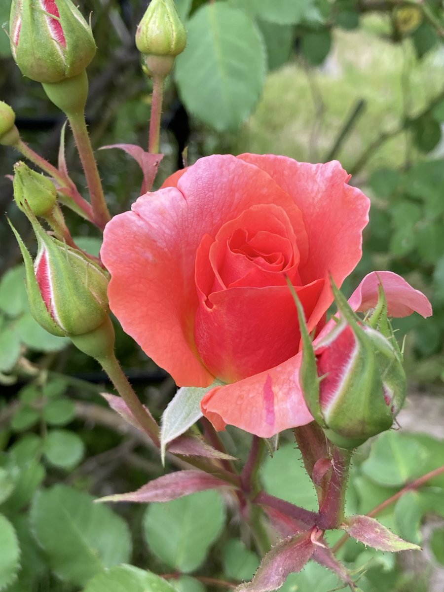 mie(ŐωŐ)@石禁同盟 tweet media