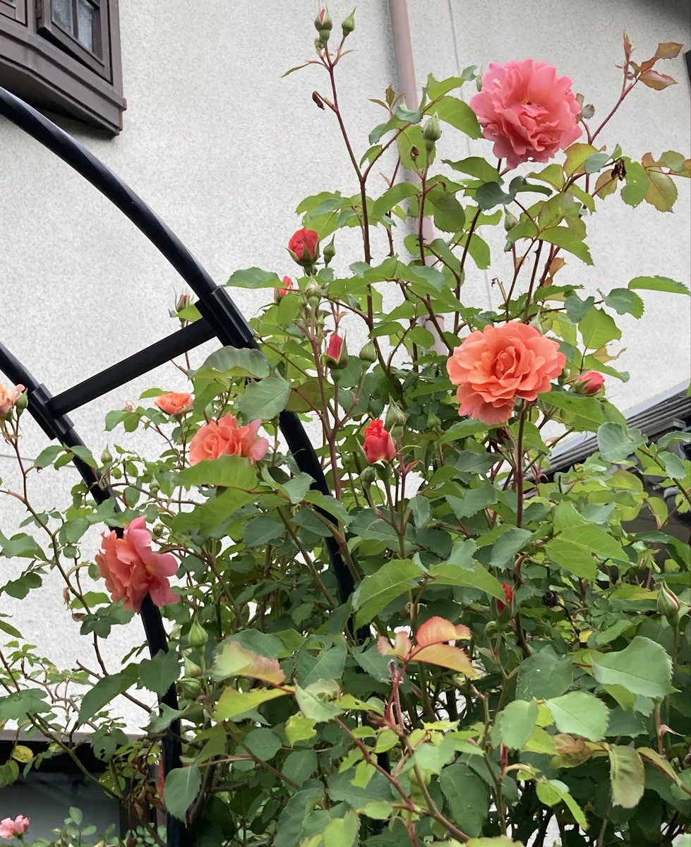 mie(ŐωŐ)@石禁同盟 tweet media