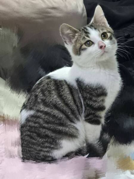 いつでも里親募集中 tweet media