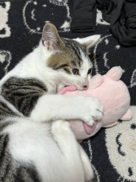 いつでも里親募集中 tweet media