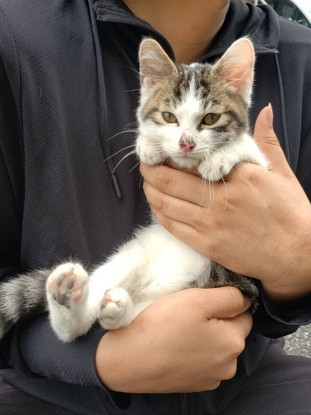 いつでも里親募集中 tweet media