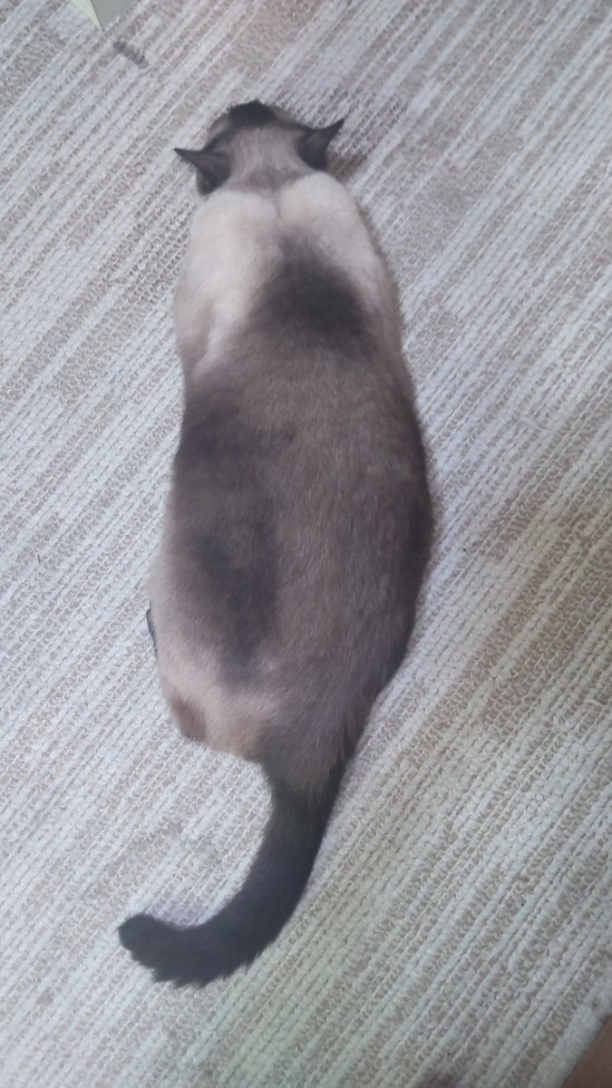 UrqNwXVTwI47719's tweet image. ツチノコ発見🐍
#ニャルソック