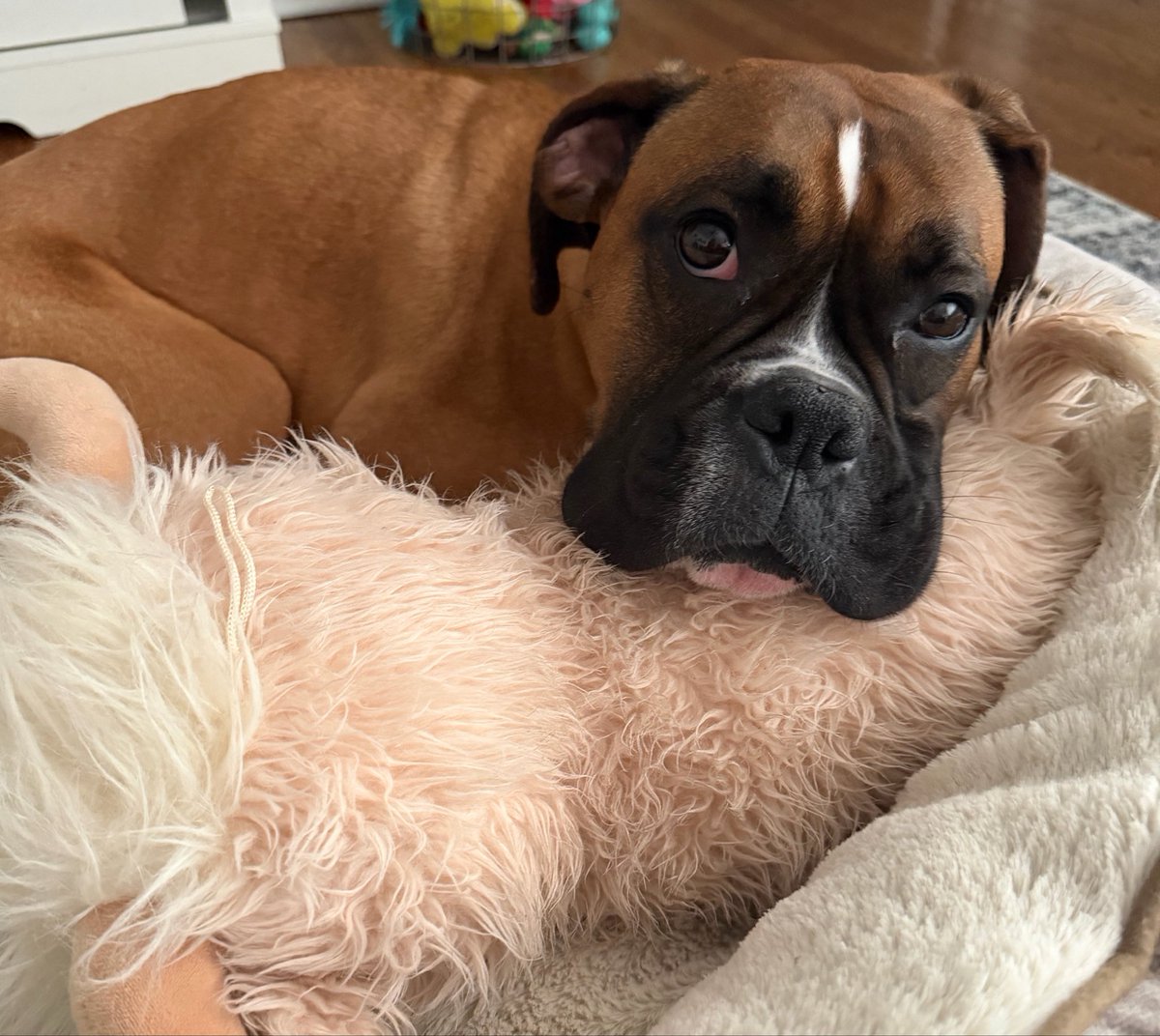 Bark_Beyond's tweet image. April 16th… we had 1 order all month

Today?
We’re at 93 orders and just $92 away from our goal 🐾💛

I don’t even have the words…

If a couple more people shop tonight, we actually make it.

👉 barkandbeyondsupply.com

#shopsmallbiz #tuesday #dogsofx