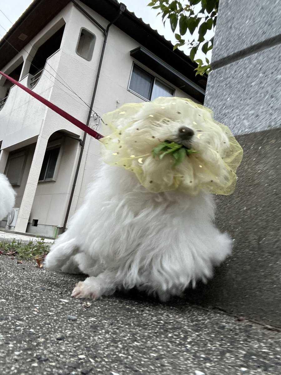 ハルくん tweet media