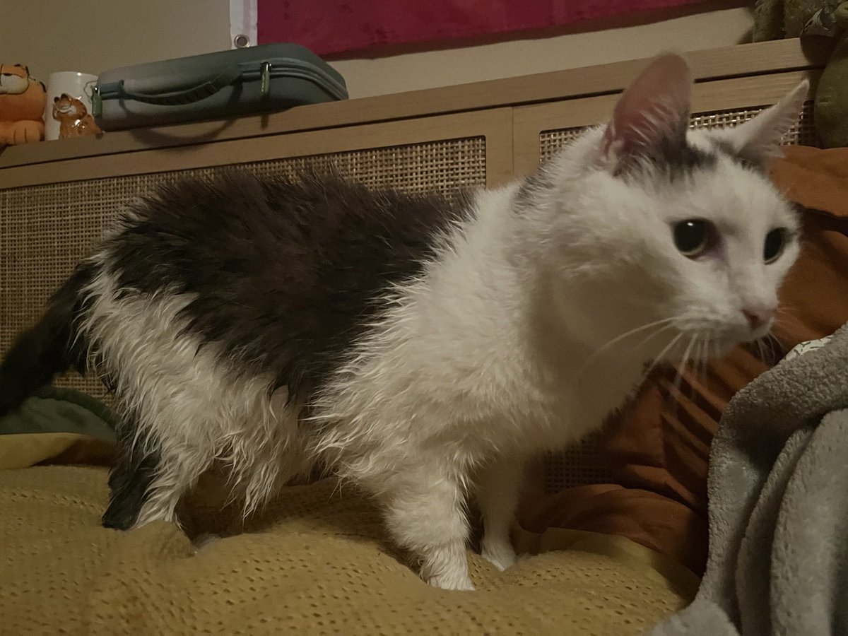 norberg & co tweet media