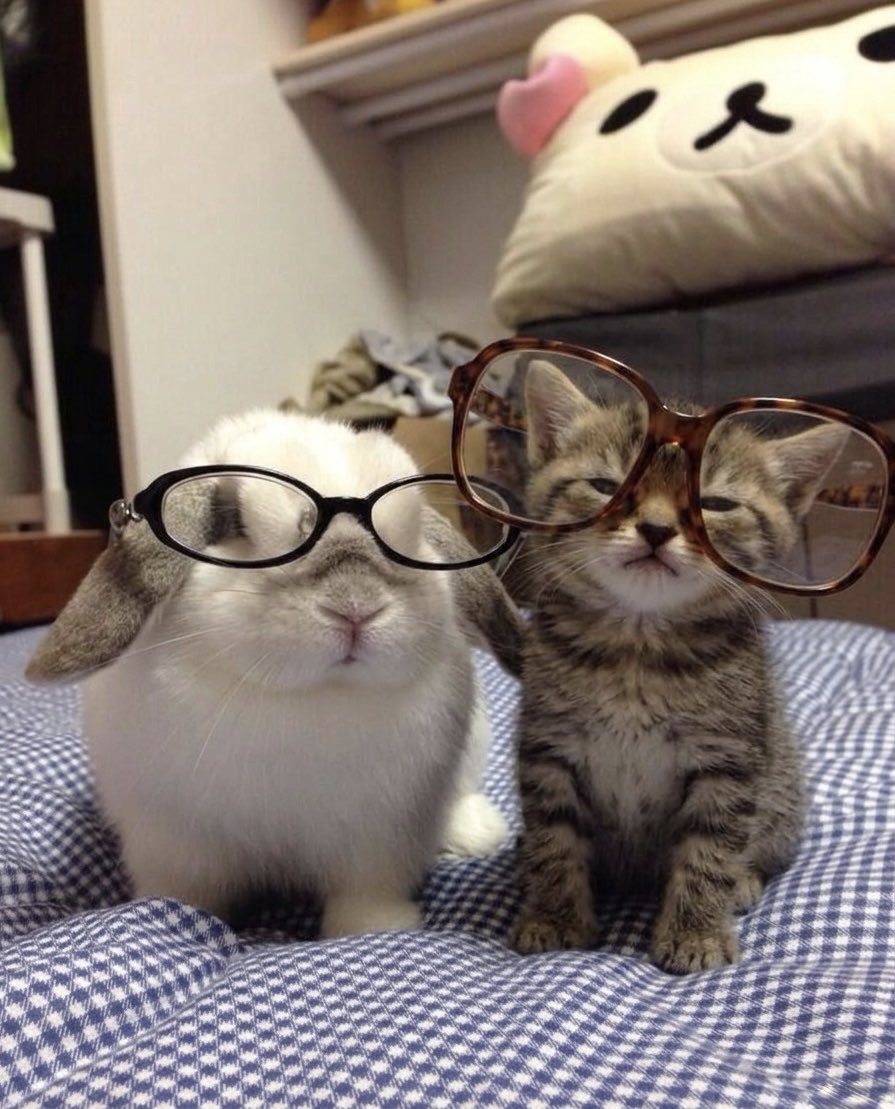 Why you should have a rabbit tweet media