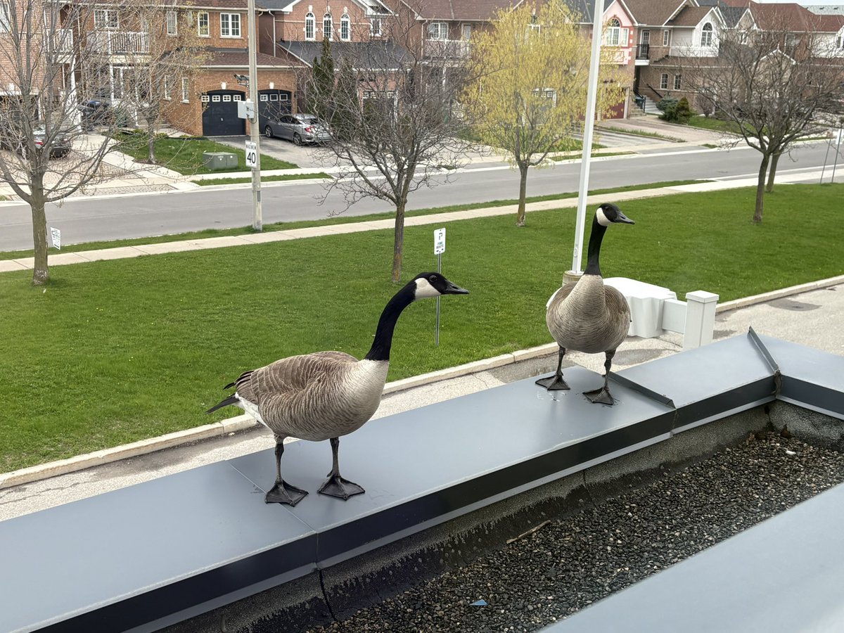 Today, we had some special guests join us for class <a href="/StUrsulaDPCDSB/">St. Ursula</a> 🪿