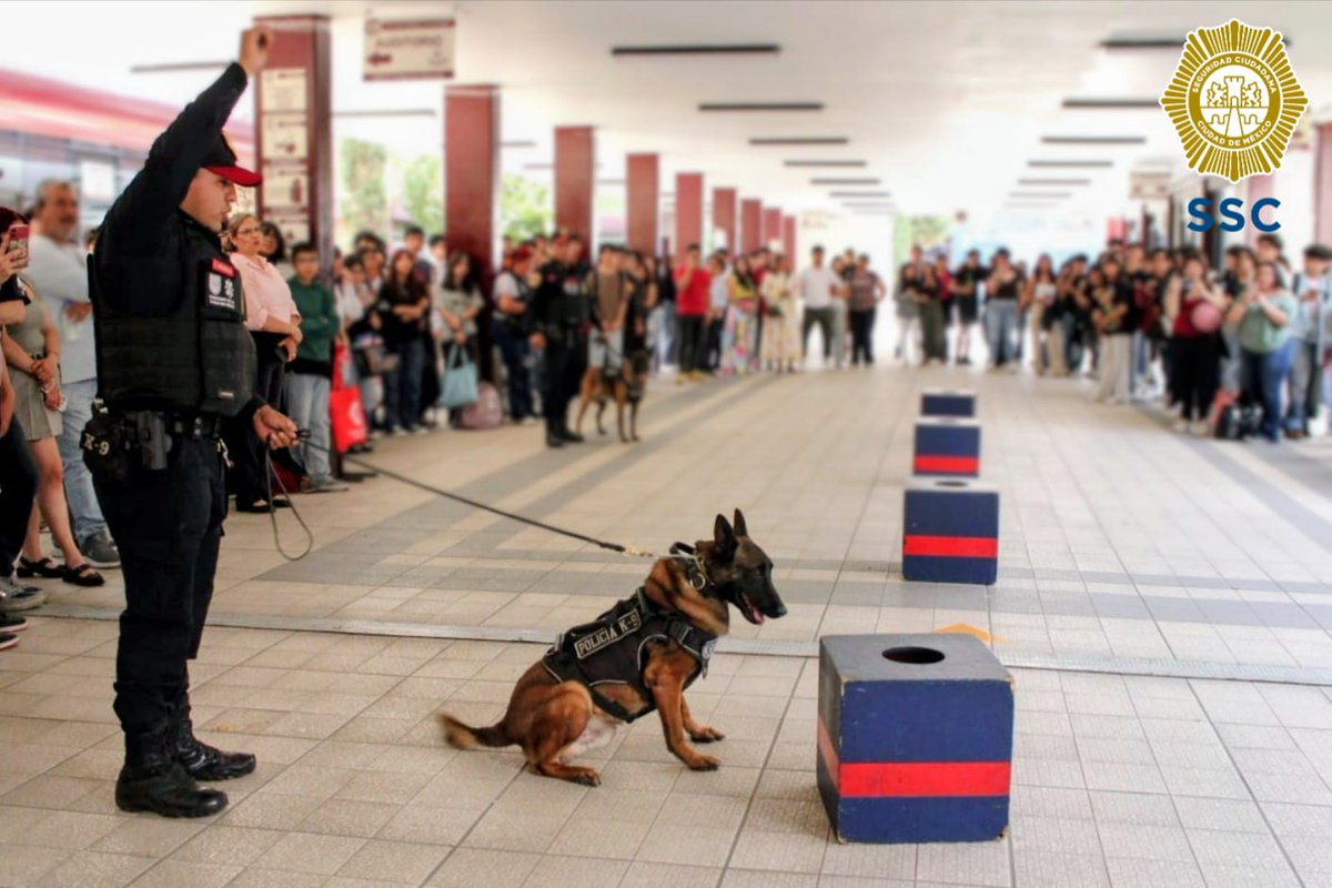 PBI_SSC's tweet image. La #UnidadCanina de la #PBI de la @SSC_CDMX realizó una exhibición en el #CECyT No. 8 #NarcisoBassols, ubicado en @AzcapotzalcoMx, donde #Randy y #Kratos 🐕‍🦺 demostraron sus habilidades y el trabajo estratégico que desempeñan para fortalecer la seguridad; además, tuvieron la