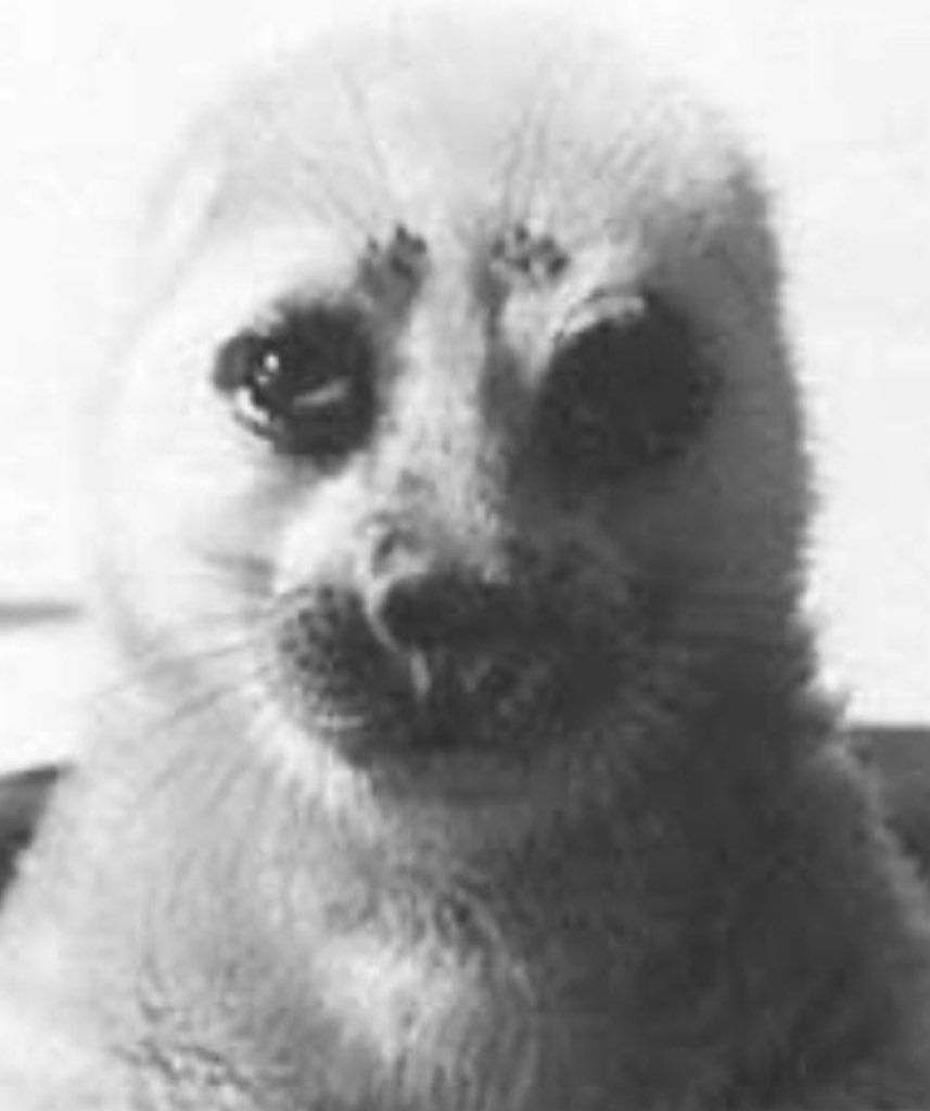 E. TA. NA. 𒂊𒋫𒈾 tweet media