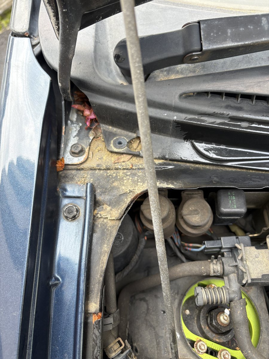 🎀ぺこ🎀 tweet media