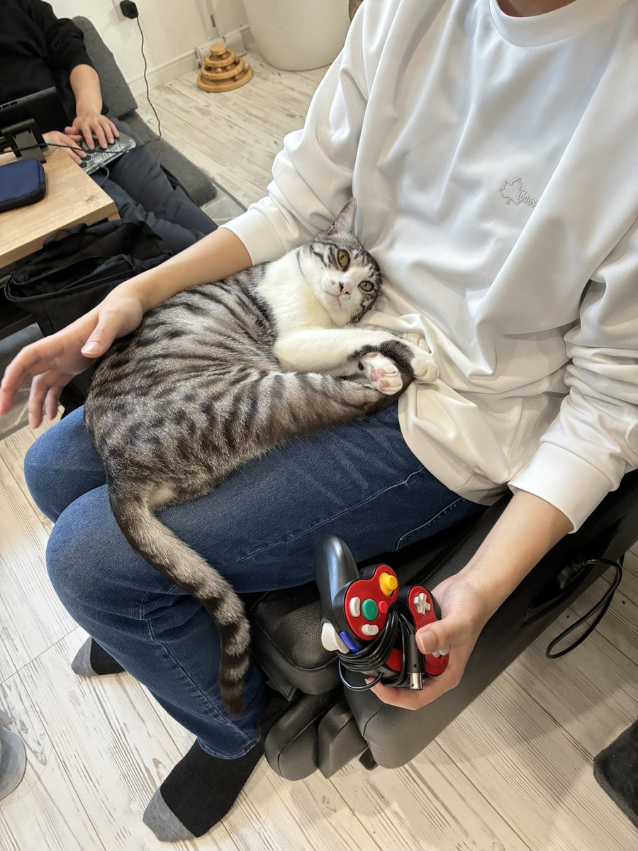 猫スティン〜城下町の猫カフェ〜 tweet media
