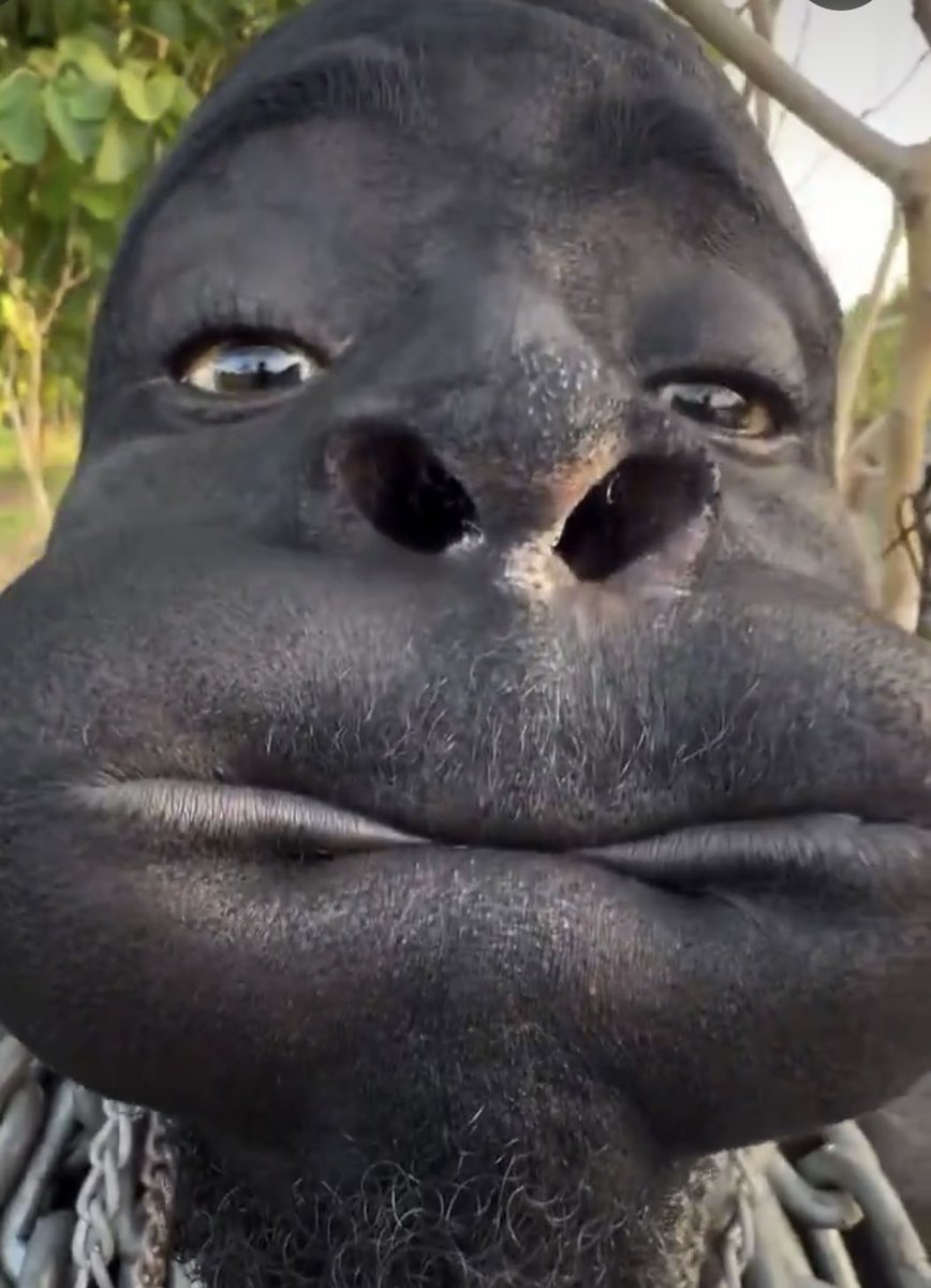 Rogue TRD tweet media