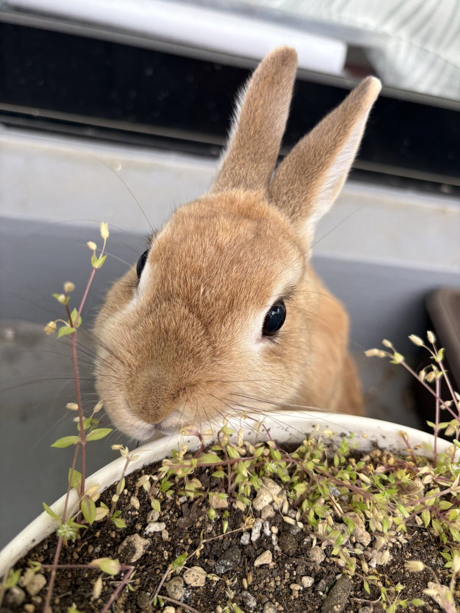プランターをチェック☑️
🐰< 伸びてないかな？
#うさぎのいる暮らし