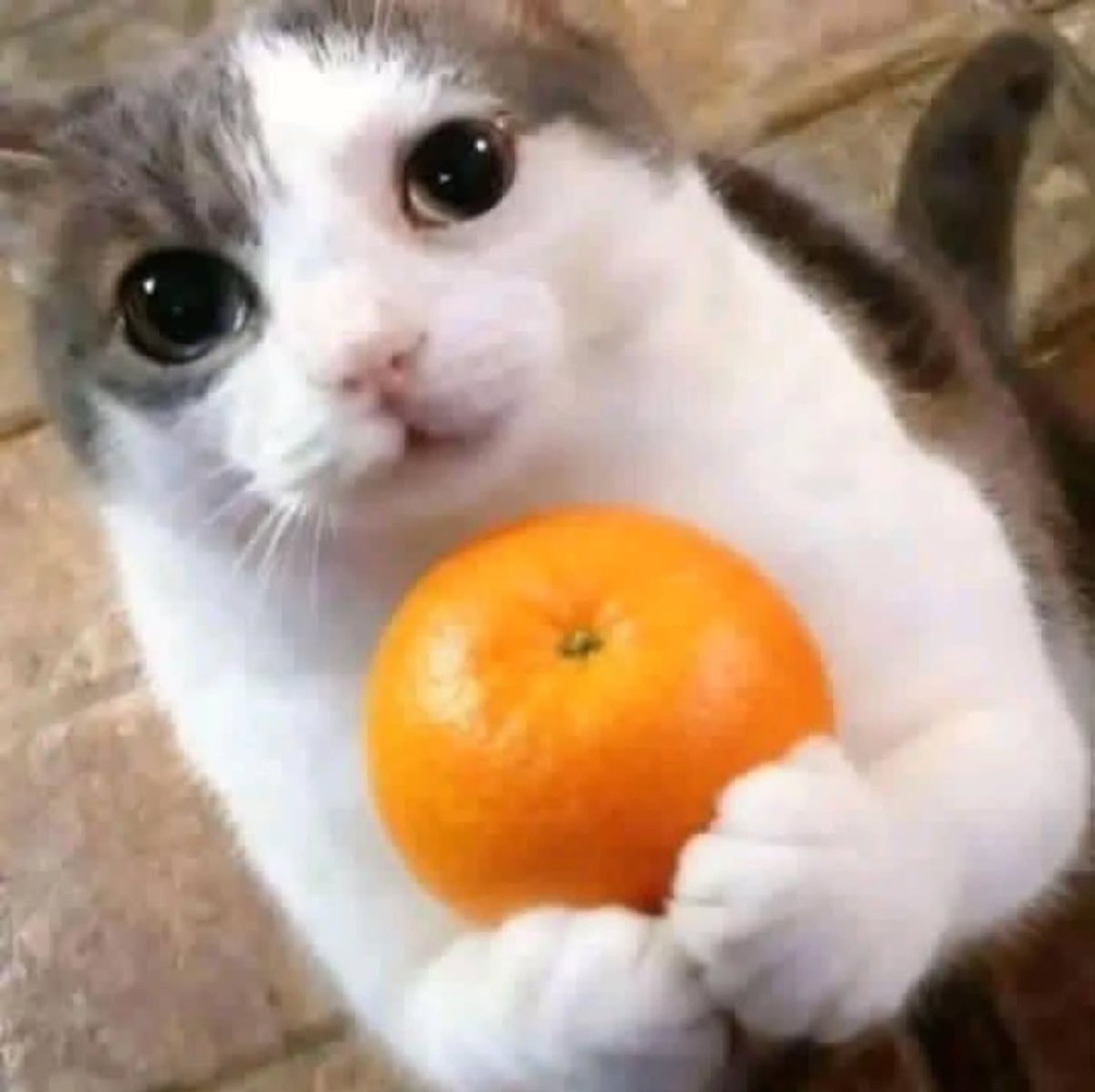 garoto de pograma 💻 tweet media