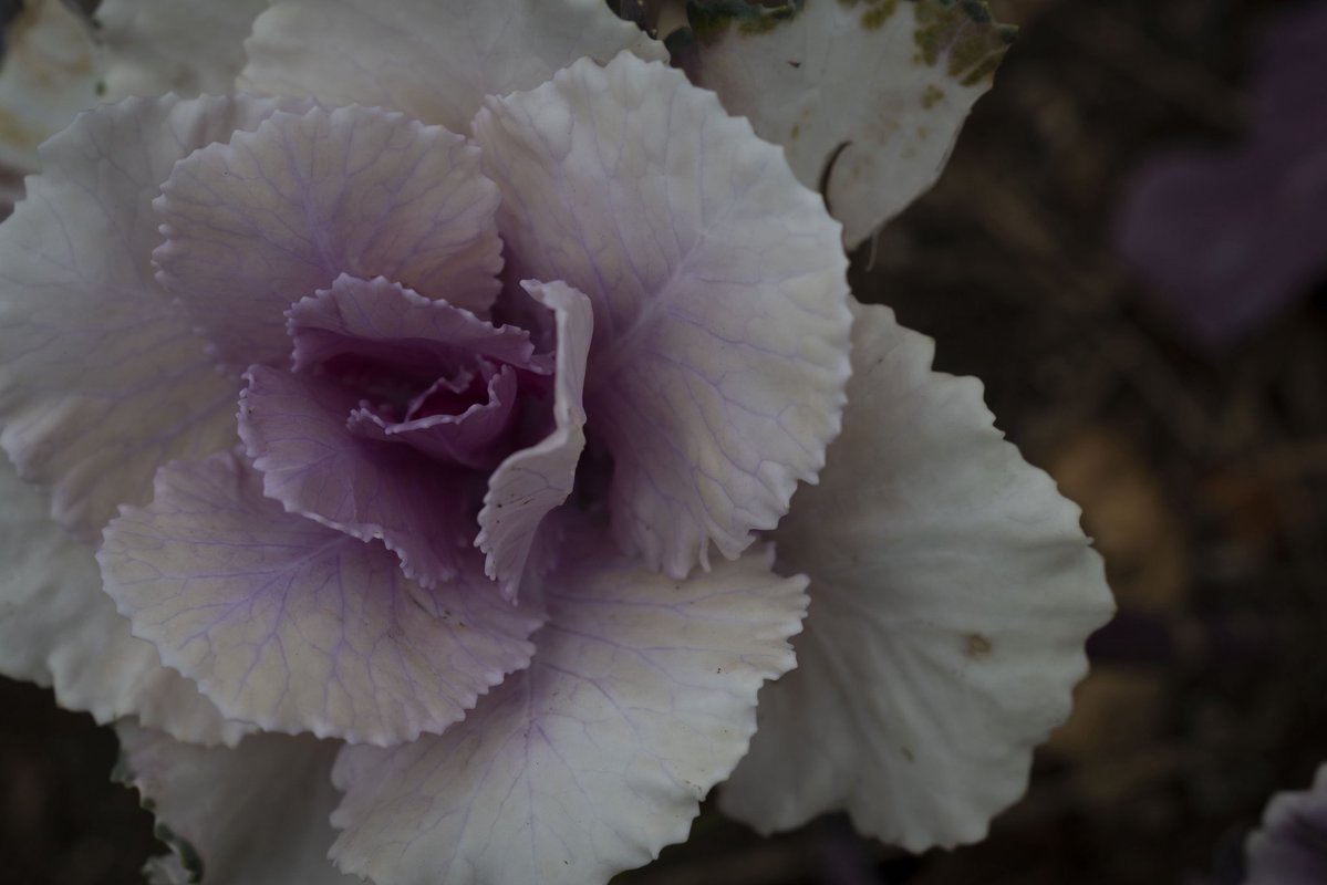 osobasennin's tweet image. 曇天に雨の匂いが漂ってもやもやとして朝刊を読む

#短歌 #キリトリセカイ #photography
AI Micro-Nikkor 55mm f/3.5