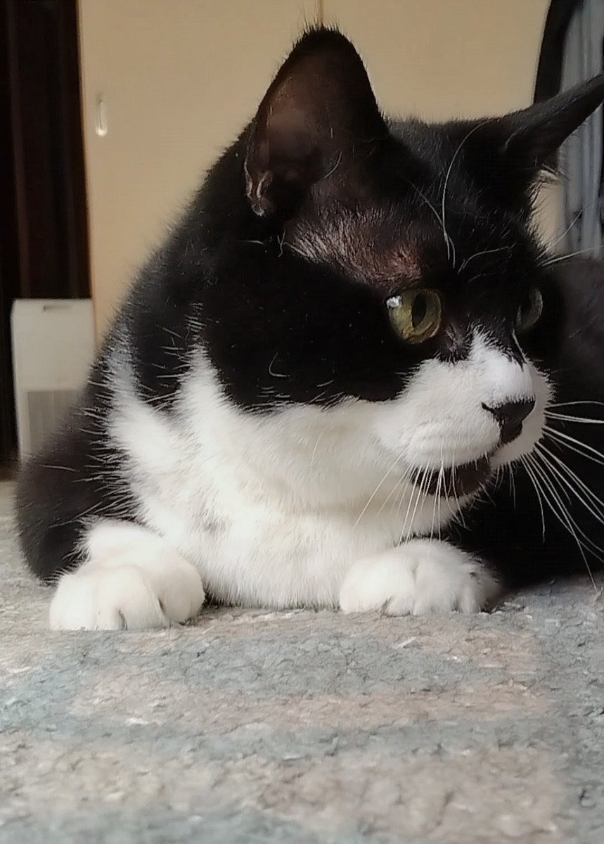 みつまめ。 tweet media