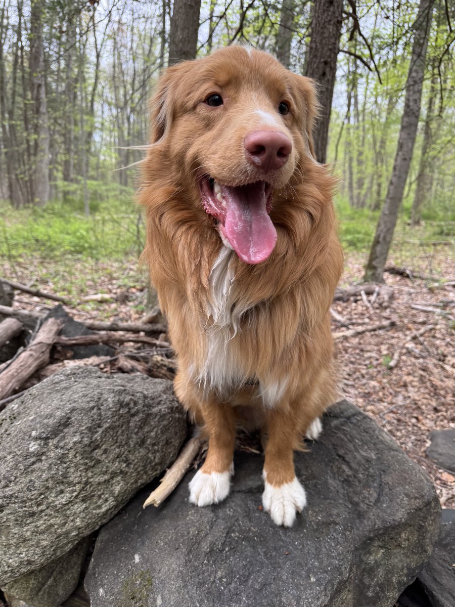 ShadowLakeDog's tweet image. Happy #TongueOutTuesday!