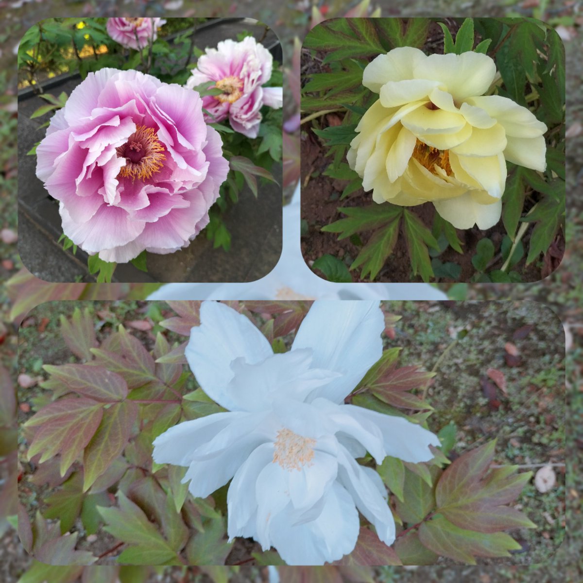 epusla's tweet photo. #花散歩
春牡丹　
#昭和の日
今日も良き一日を
お過ごしくださいね
🎌💐🌹🌻🎏🐞🦋🐈‍⬛🎶 https://t.co/r8ZjPgvIDx