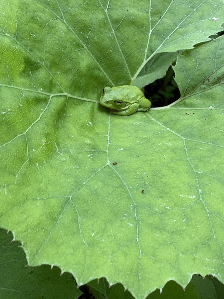 しゅゔぁる tweet media