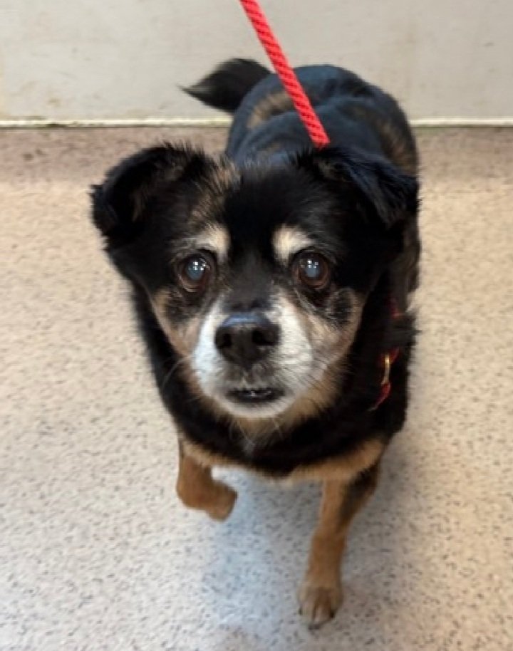 nyc_lilpaws2025's tweet image. Meet Asavachi 80000
#NYCACC #AdoptMe 
He is a 16.8 lb, 11 yr old boy
ok for kids 13+
Sweet and social
Has alopecia,  immature cataracts,  and poss. hypoglycemia 🚑
Let's find his furever home!
nycacc.app/browse/80000
#Pledge4Medical #foster #adopt