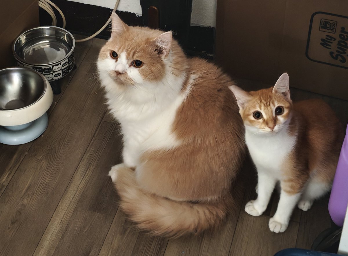 Mocca & M Family 🐱 tweet media
