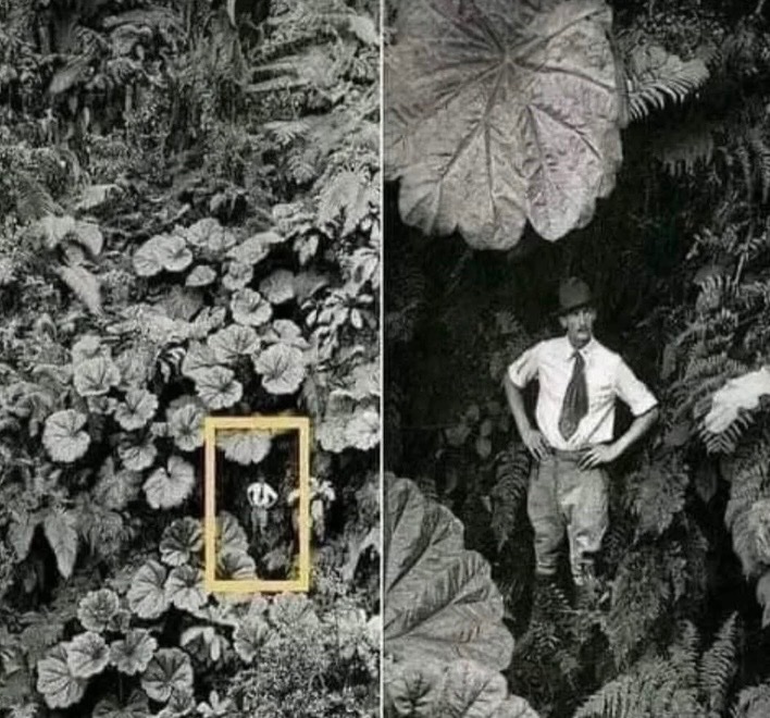 A man stands among towering plants on Maui, Hawaii, in 1924.