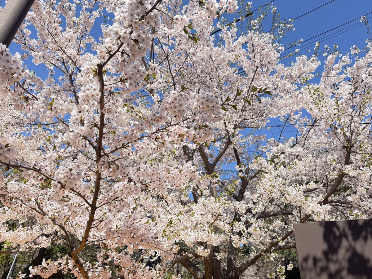 consaurunner's tweet photo. 2026/04/29
9時33分
北海道札幌
円山公園
満開だね。🌸🌸
ジョギング がはかどる。
#桜 https://t.co/yGgkfayaa0