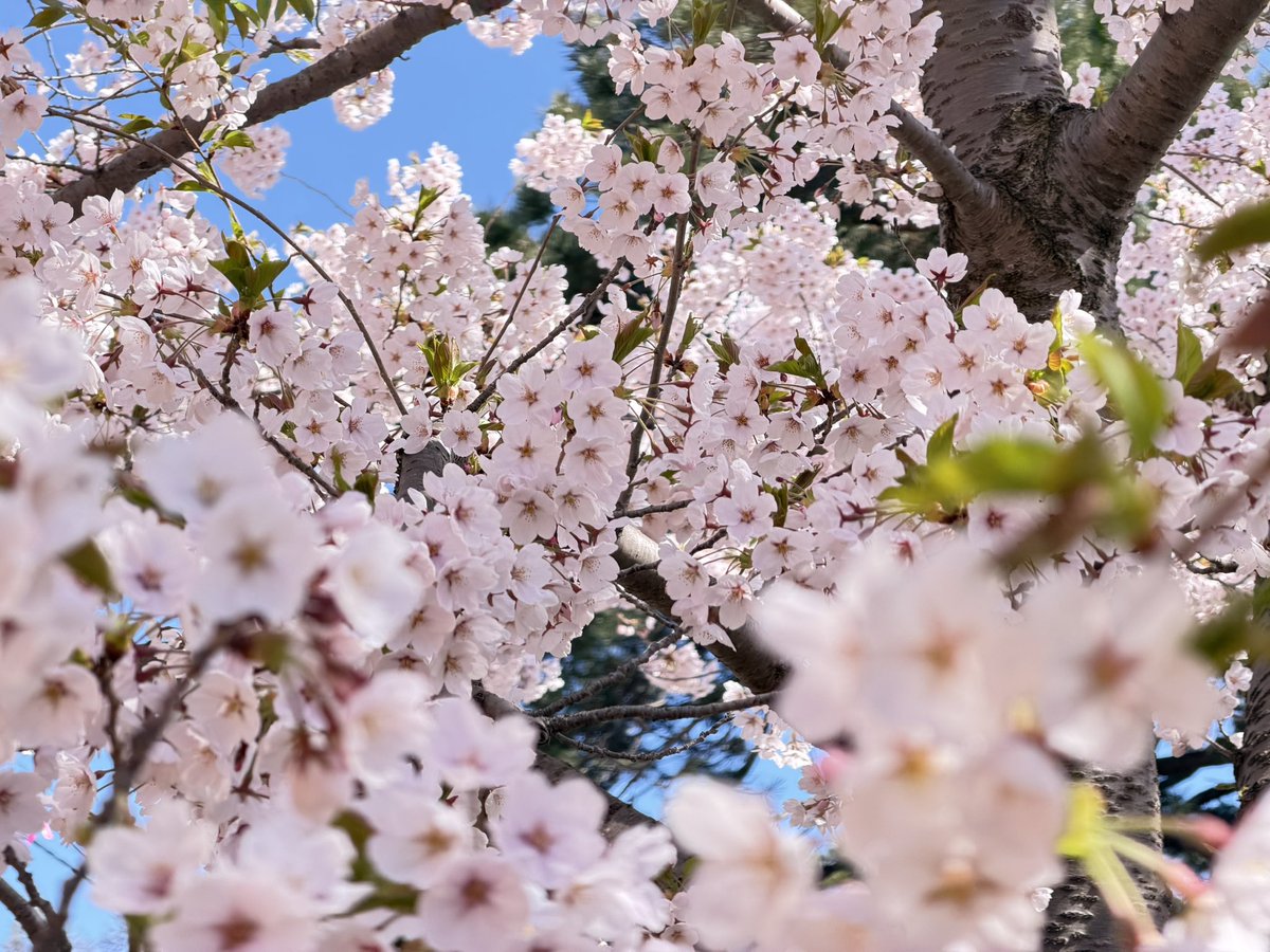 consaurunner's tweet photo. 2026/04/29
9時33分
北海道札幌
円山公園
満開だね。🌸🌸
ジョギング がはかどる。
#桜 https://t.co/yGgkfayaa0