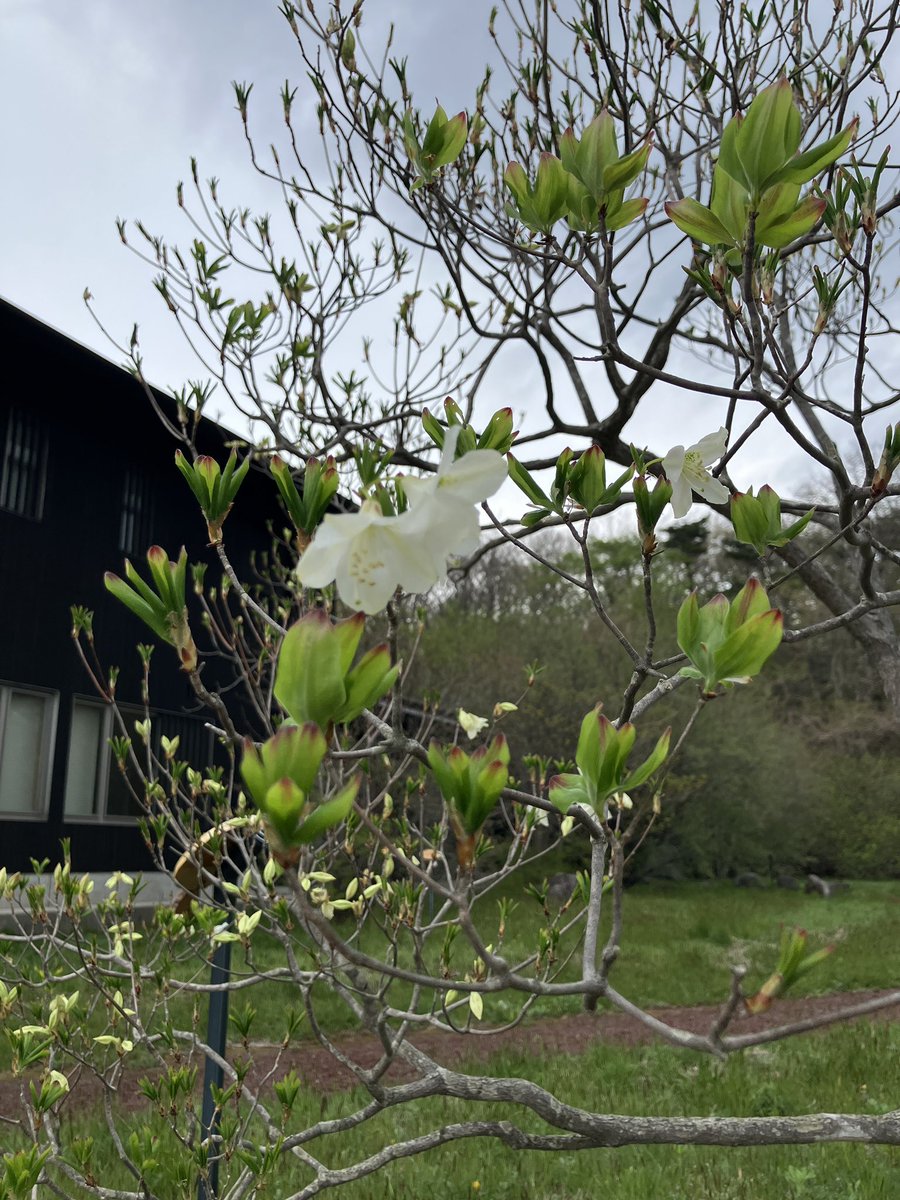 nasu_vc's tweet photo. 本日は水曜日ですが、ゴールデンウィークであり昭和の日のため開館しています。

電気自動車の充電も開館時間内であれば受け入れ可能。

道路の混雑も予想されます。
お気をつけてお越しください☀️

園地のツツジたちも開花し始めています！

#那須 #nasu #那須高原ビジターセンター #日光国立公園 https://t.co/WMJaTDn1nE