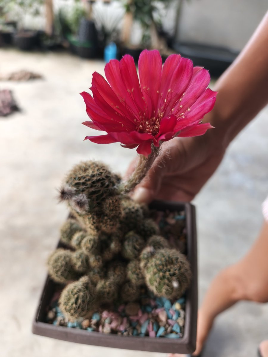 Sir FAFO tweet media