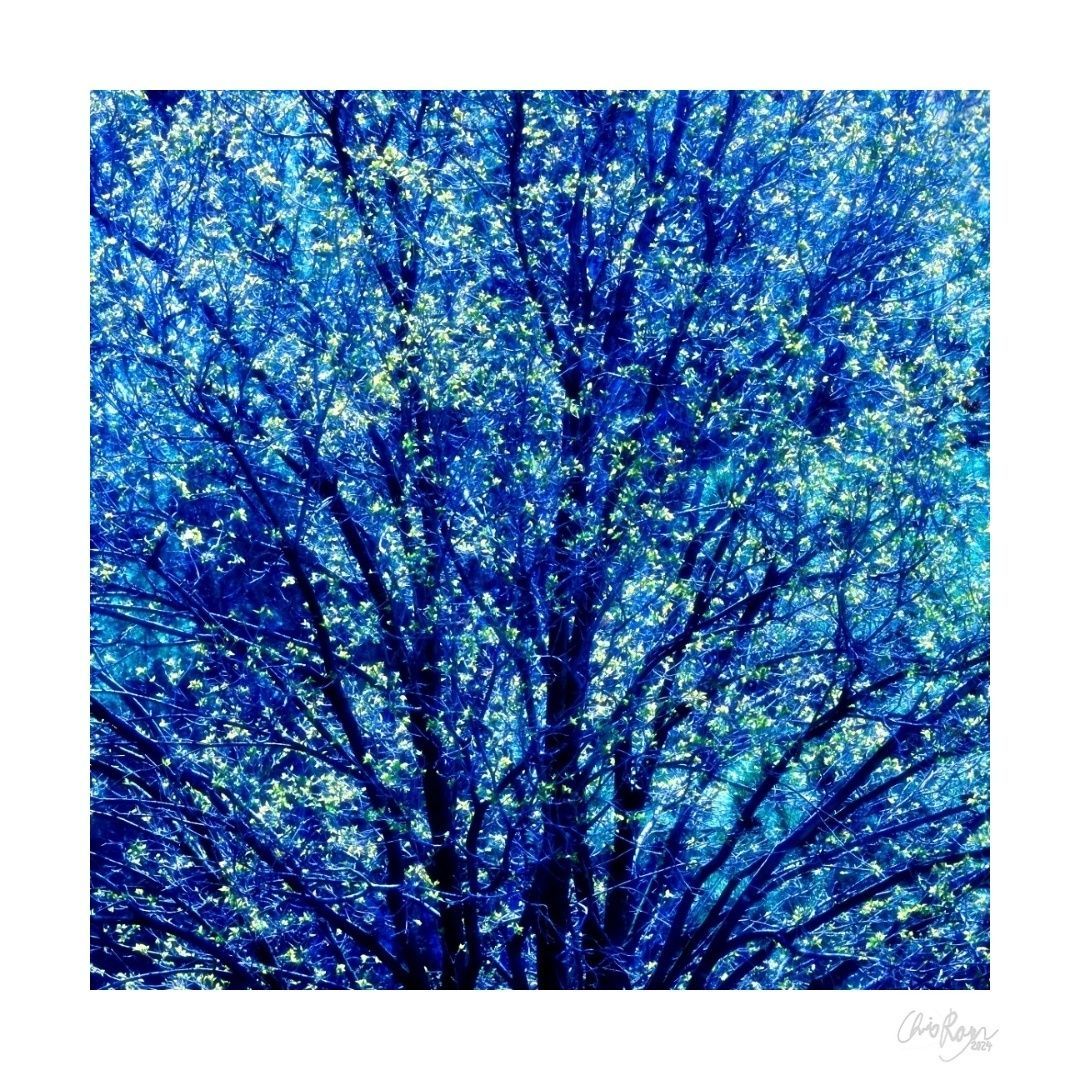 inspirits's tweet photo. REBIRTH – Renewal is not just possible, but as certain as the cycle of life; that's the reassurance that can give us comfort in our troubled 2026!

#contemporaryphotography #artphotography #innerworlds #写真家 #現代アート #空気感 https://t.co/o1TkecWrbP