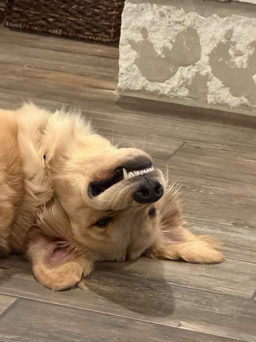 TECTONE 🇺🇸 tweet media