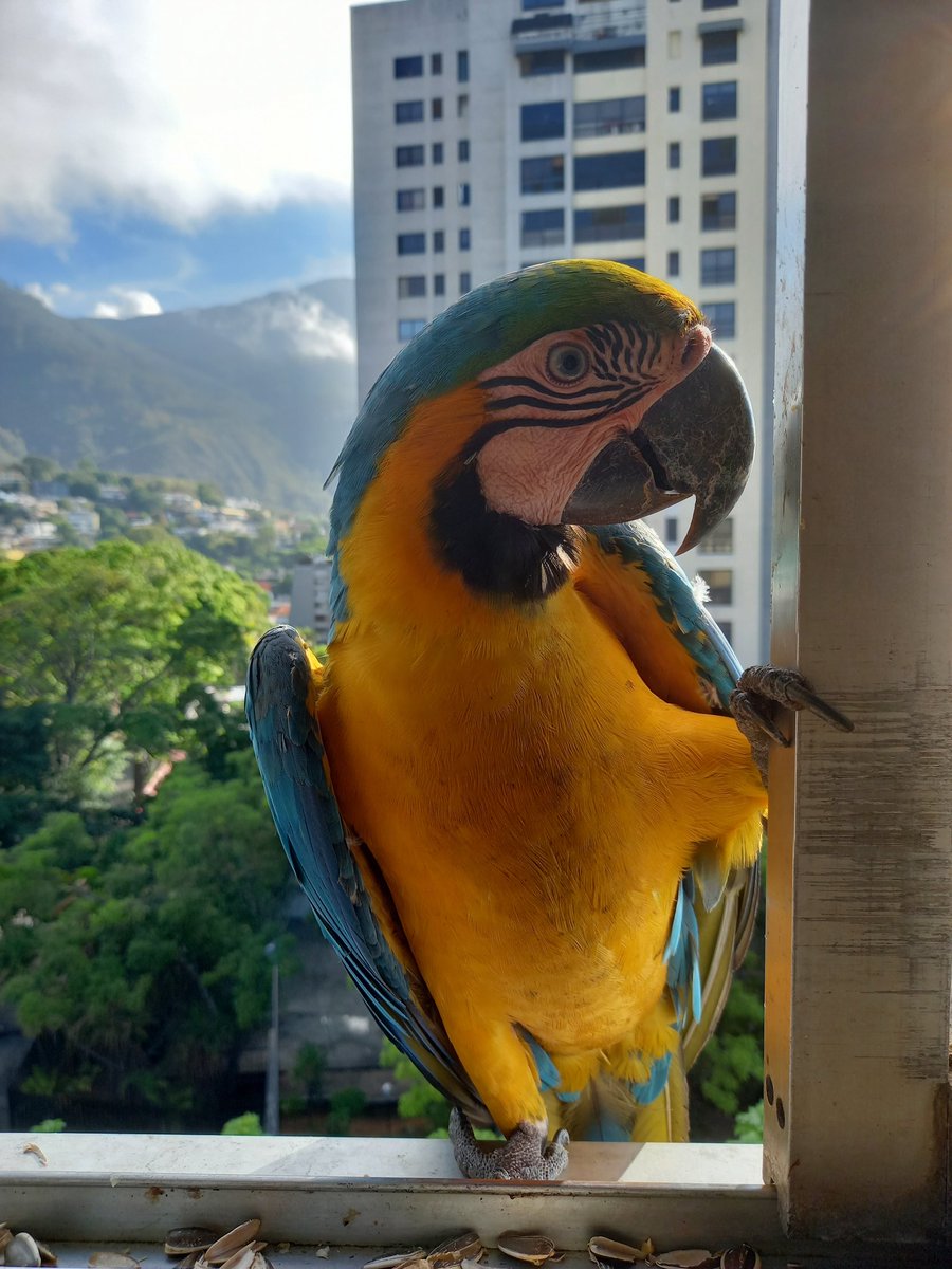 karelisjvc's tweet image. ...
🦜Jackson y su pareja
🦜Bebé

📸
1: belleza
2: Jackson
3: bebé
4: pareja de Jackson

🪶Después tuvimos que salir y quizás en lo que quedaba de mañana, Pitufo habrá llegado y no nos encontró...🫣

⤵️ 2/11

#macaw #photo #style #fotos #photography #photographyisart #love #pics