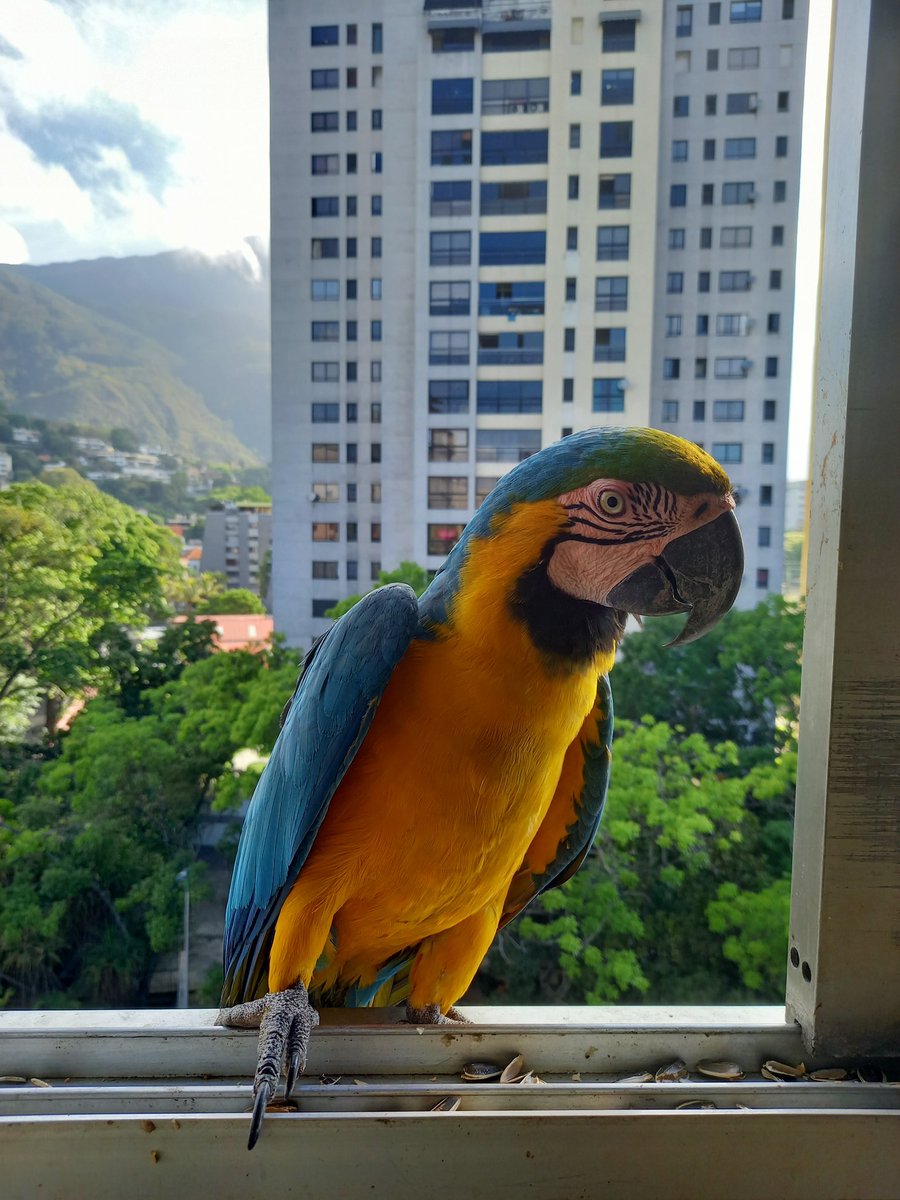 karelisjvc's tweet image. ...
🦜Jackson y su pareja
🦜Bebé

📸
1: belleza
2: Jackson
3: bebé
4: pareja de Jackson

🪶Después tuvimos que salir y quizás en lo que quedaba de mañana, Pitufo habrá llegado y no nos encontró...🫣

⤵️ 2/11

#macaw #photo #style #fotos #photography #photographyisart #love #pics