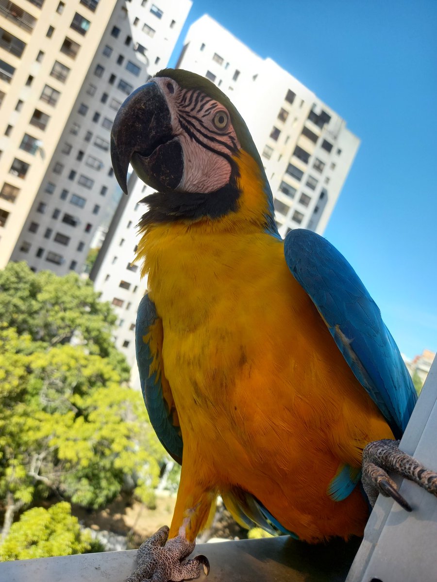karelisjvc's tweet image. 🪶Pausa y luego
🦜Rubio y morochita

📸
1: morochita
2: Rubio

🪶Pausa, para recibir, a partir de ahí, unos cuantos aterrizajes😅🥳🥰
🦜Luna y Apolo
🦜Goofy
🦜Pareja
🦜Belleza
🦜Bebés trillizas
🦜Plutón
...

📸
3:Luna
4:Apolo

⤵️ 5/11

#macaw #photo #photographyisart #love #pics