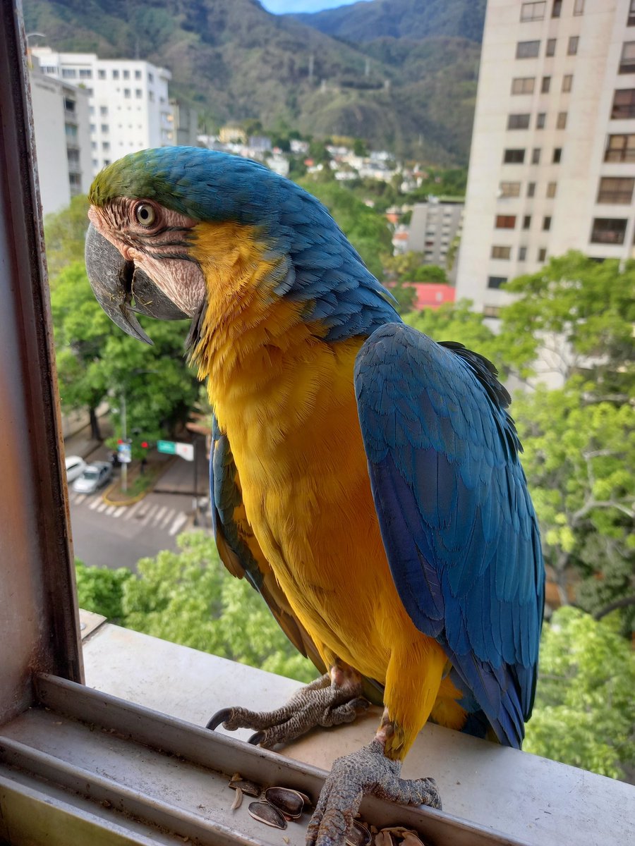 karelisjvc's tweet image. 🪶Pausa y luego
🦜Rubio y morochita

📸
1: morochita
2: Rubio

🪶Pausa, para recibir, a partir de ahí, unos cuantos aterrizajes😅🥳🥰
🦜Luna y Apolo
🦜Goofy
🦜Pareja
🦜Belleza
🦜Bebés trillizas
🦜Plutón
...

📸
3:Luna
4:Apolo

⤵️ 5/11

#macaw #photo #photographyisart #love #pics