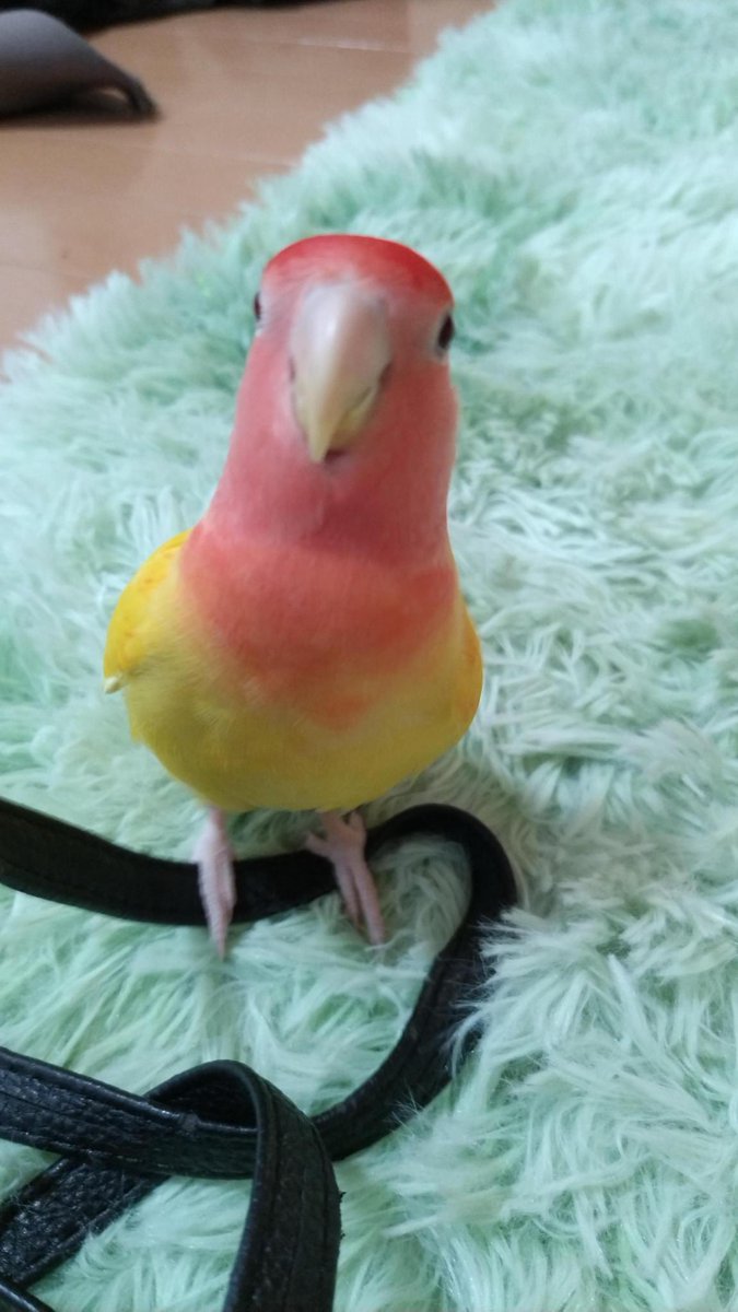 pain-mama 🐥迷子捜索中 tweet media