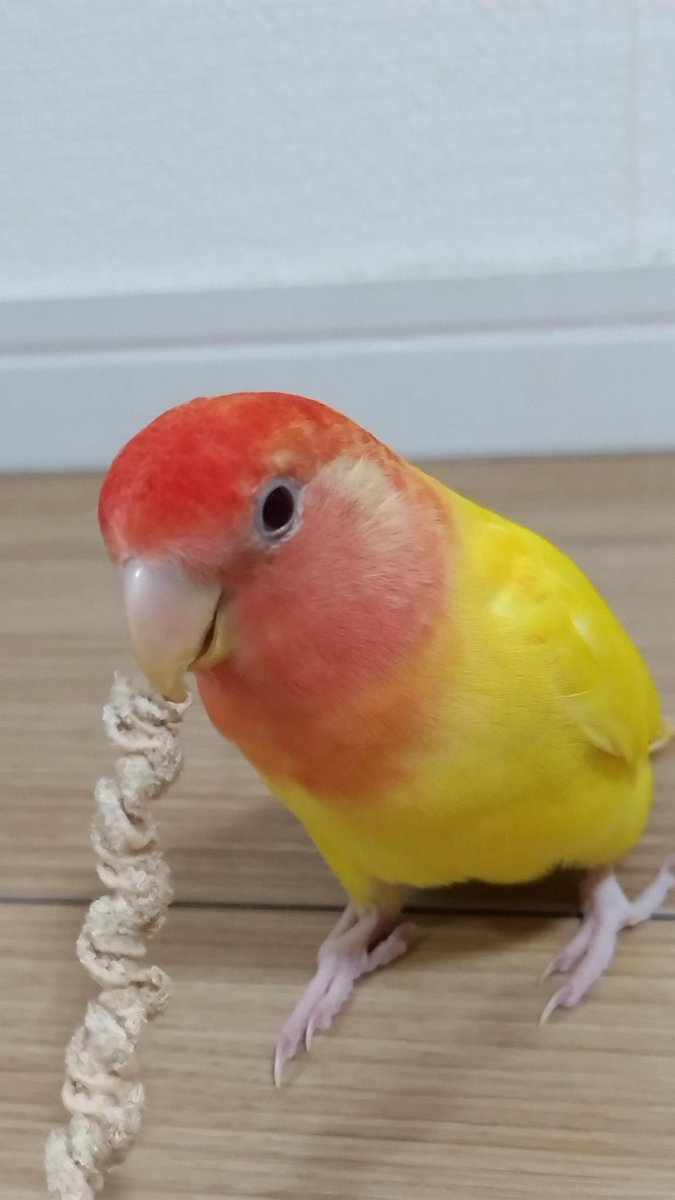pain-mama 🐥迷子捜索中 tweet media