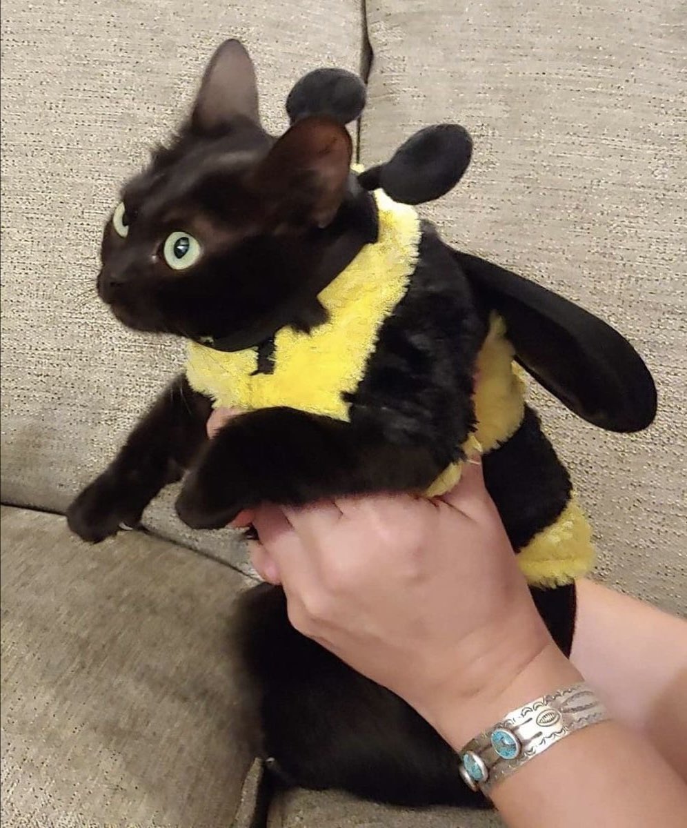 gatos fazendo gatices tweet media