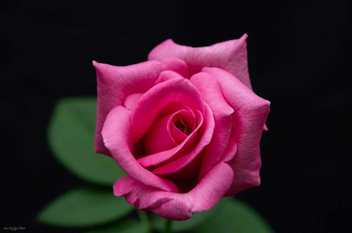 JJLN0468's tweet image. Natural: bella y efímera, como debe ser.
#photo #photography #photographer #nikon