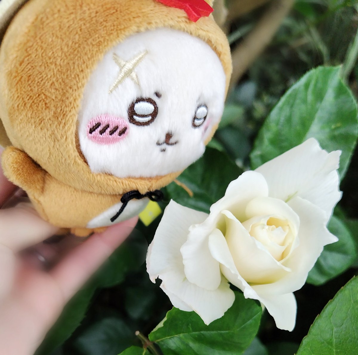 ねこレモン««ラッコ先生とゆく«« tweet media
