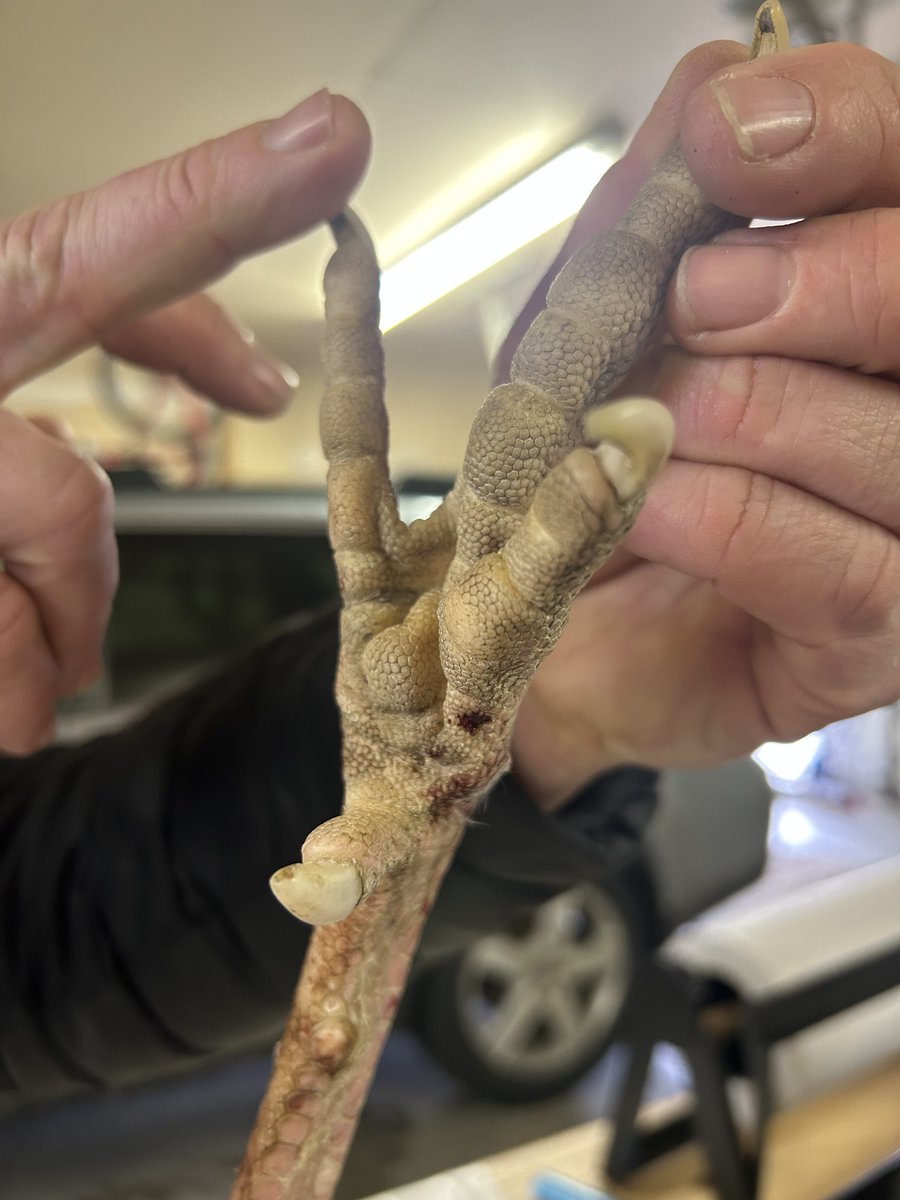 wildturkeyDNA tweet media