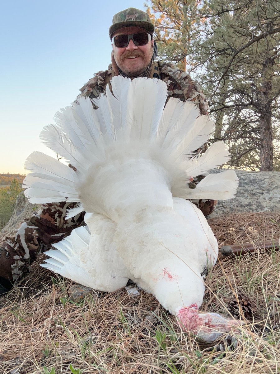 wildturkeyDNA tweet media