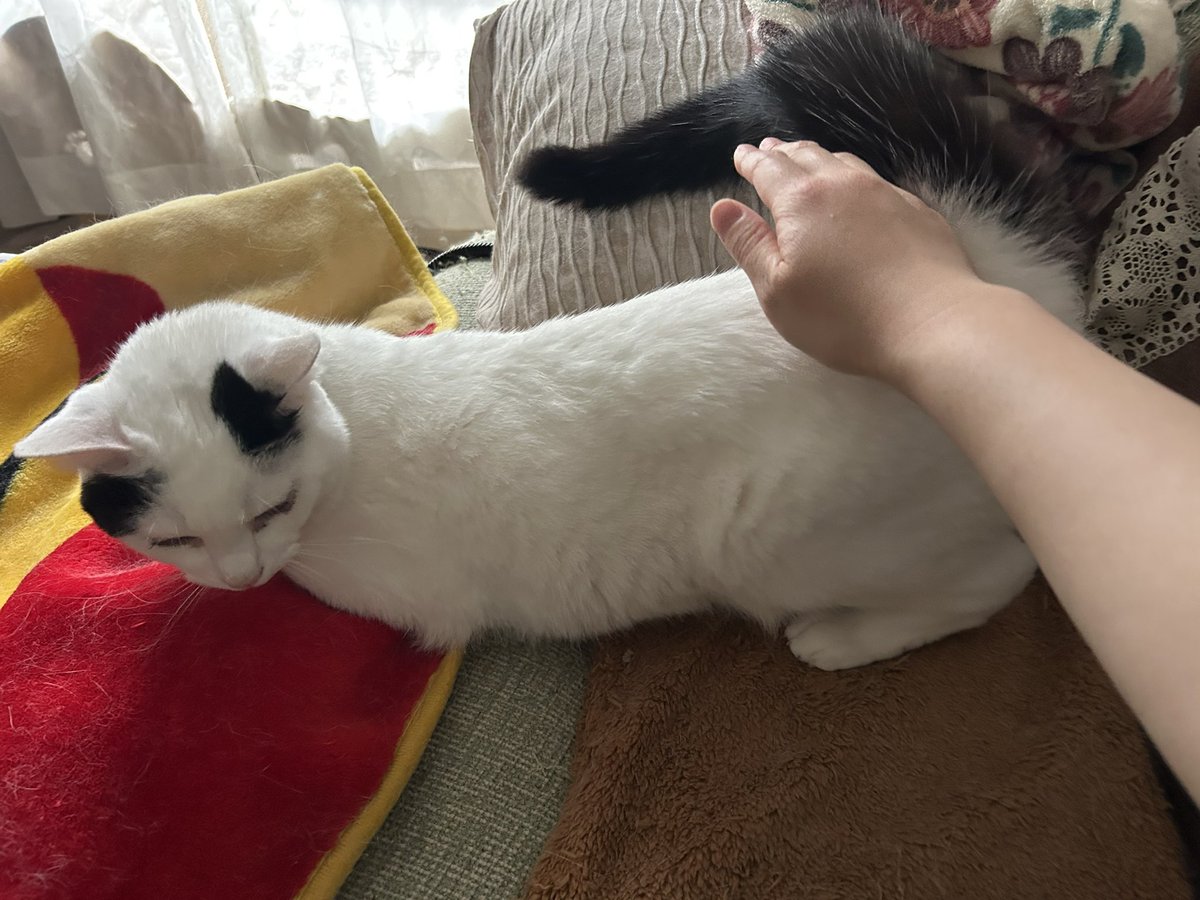 ウルちゃんの飼い主🐱 tweet media