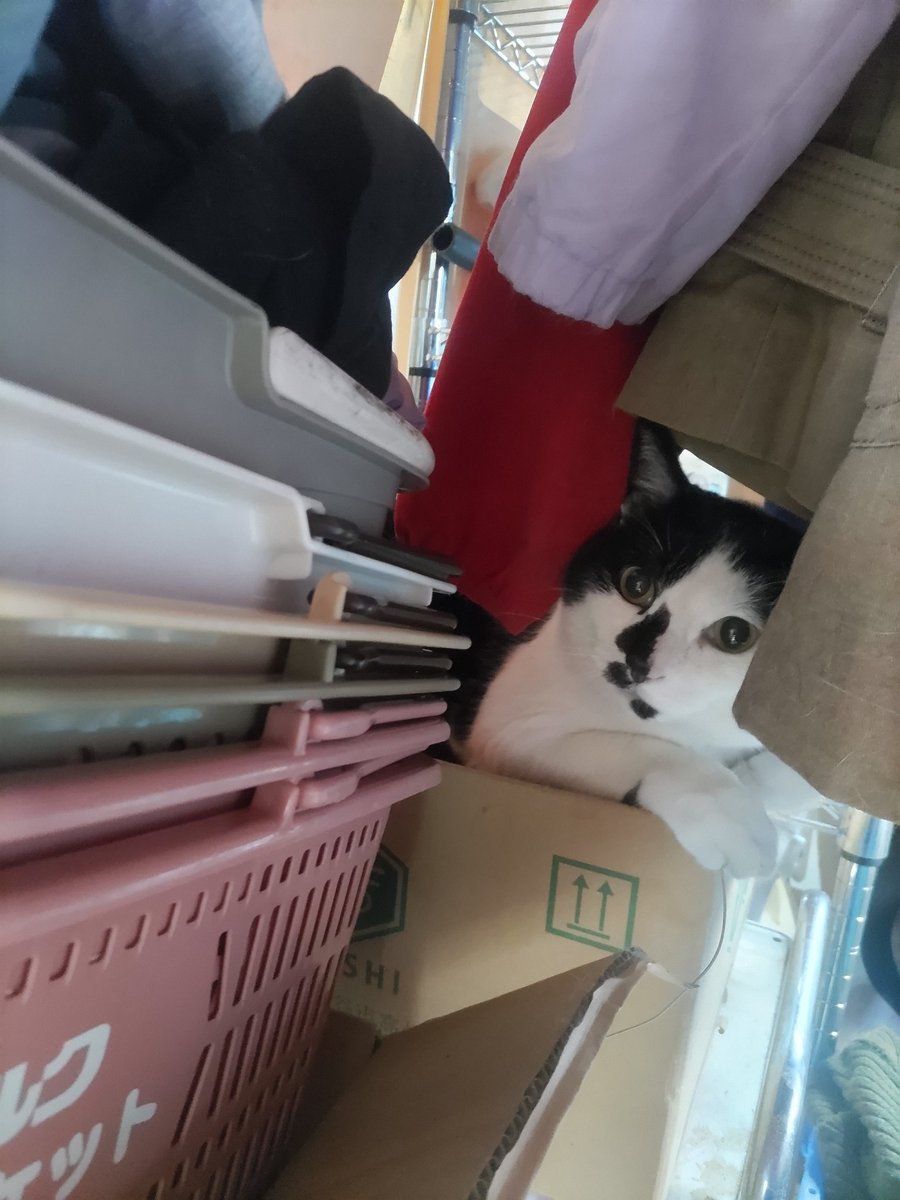 望月うさぎ tweet media